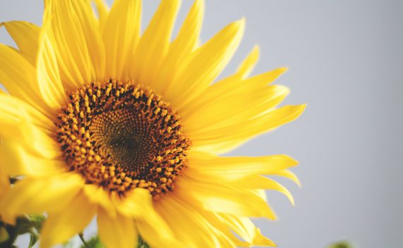 Happiness flower